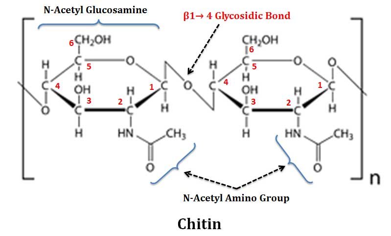 Chitin-Structure | EasyBiologyClass