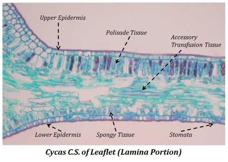 cycas leaf let anatomy