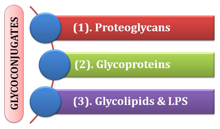 classification of glycoconjugates