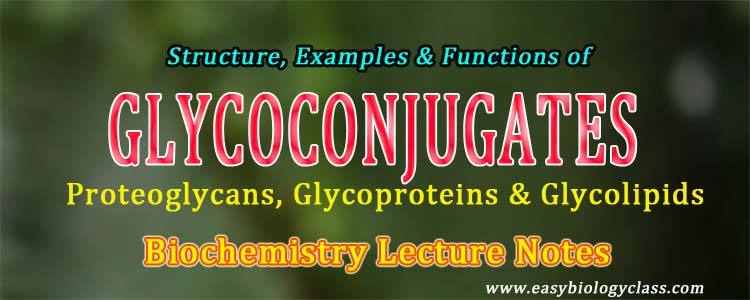 glycoproteins Proteoglycans Glycolipids