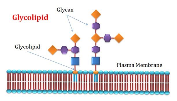 Glycolipids In Cell Membrane