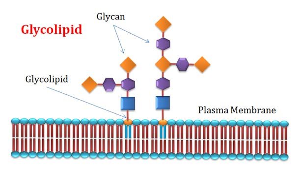 glycolipd structure