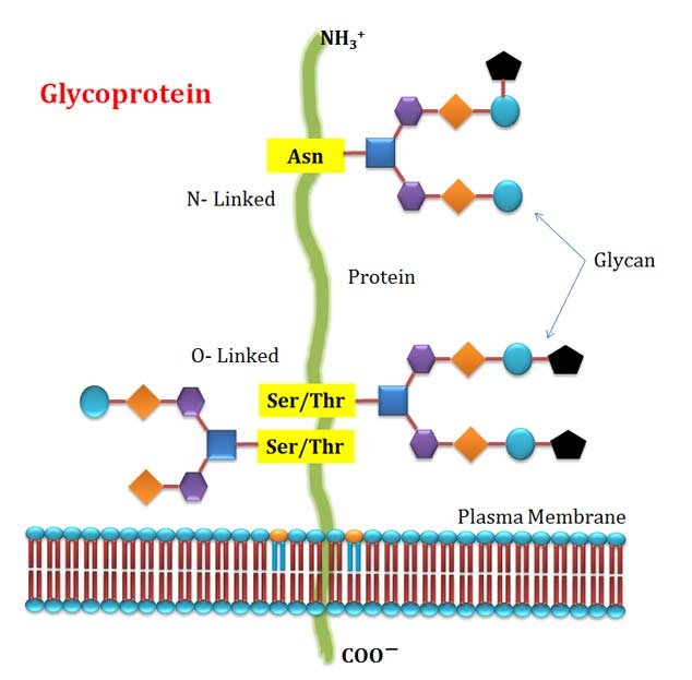 glycoprotein structure