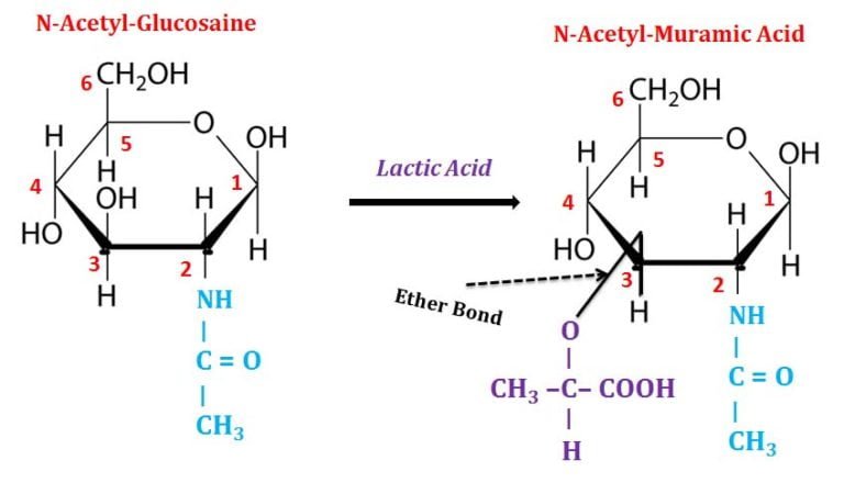 What are Sugar (Hexose) Derivatives? | EasyBiologyClass