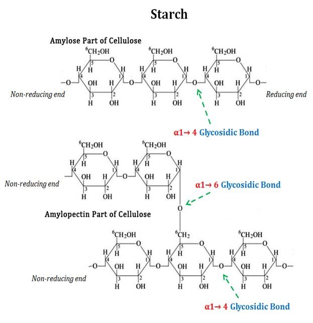 amylose vs amylopeptin