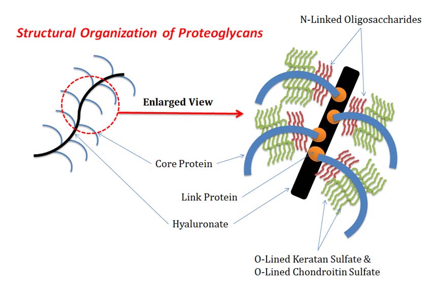 ultra structure of proteoglycan