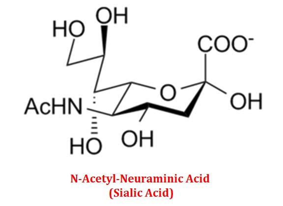 n acetyl neuraminic acid