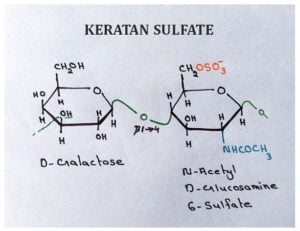 keratan-sulfate-structure | Easy Biology Class