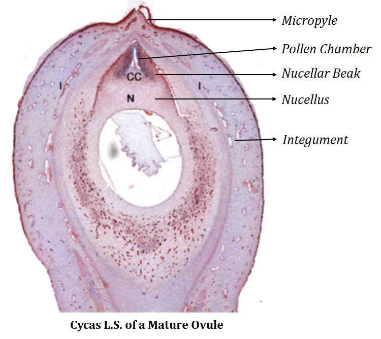structure of cycas ovule