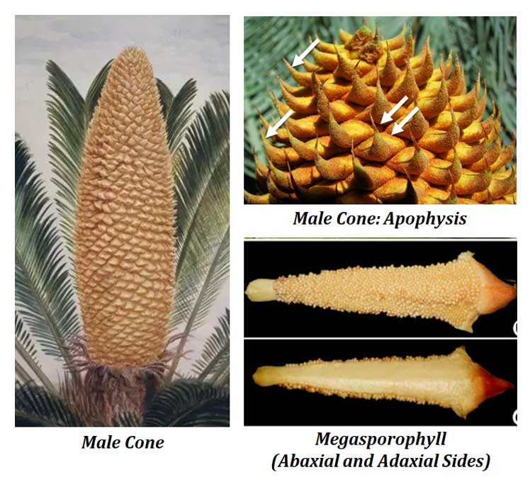 Sexual reproduction in cycas notes