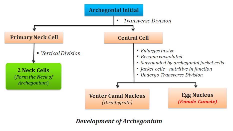 development of archegonium in Gymnosperms - cycas