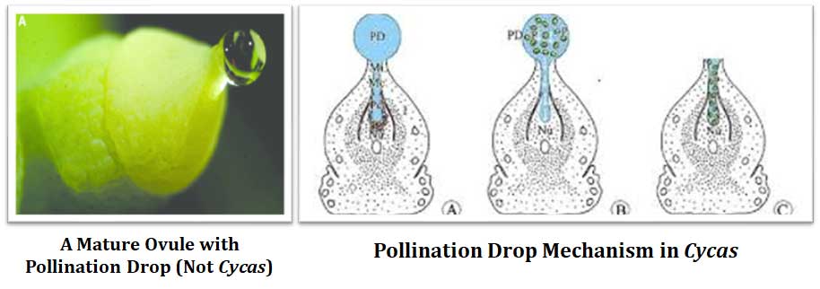what is pollination drop