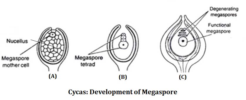 cycas structure of megaspore