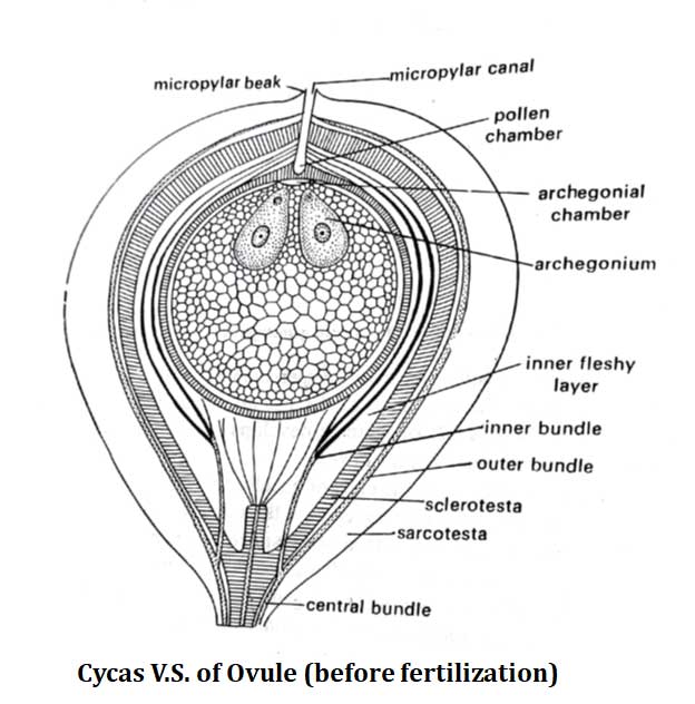 Cycas LS of Ovule Diagram