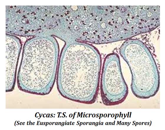 structure of cycas microsporangium