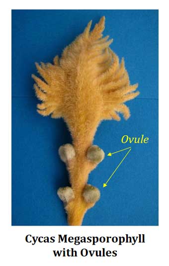 cycas megasporophyll with ovule