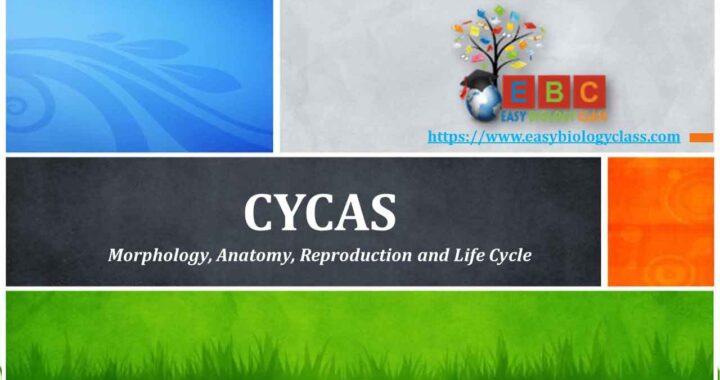 cycas-pf-notes