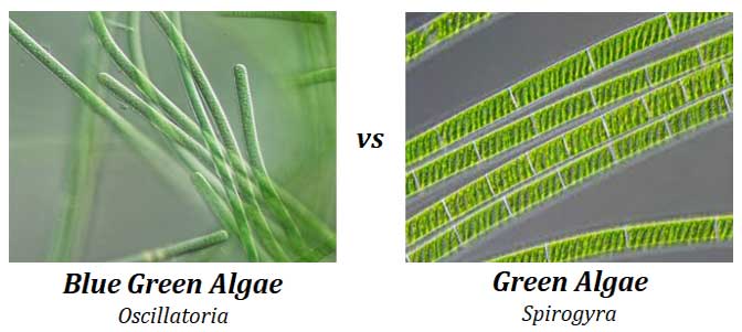 compare algae and blue green algae