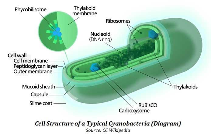 cell structure of blue green algae