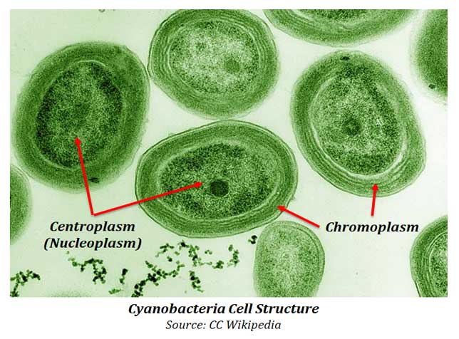 centroplasm and chromoplasm