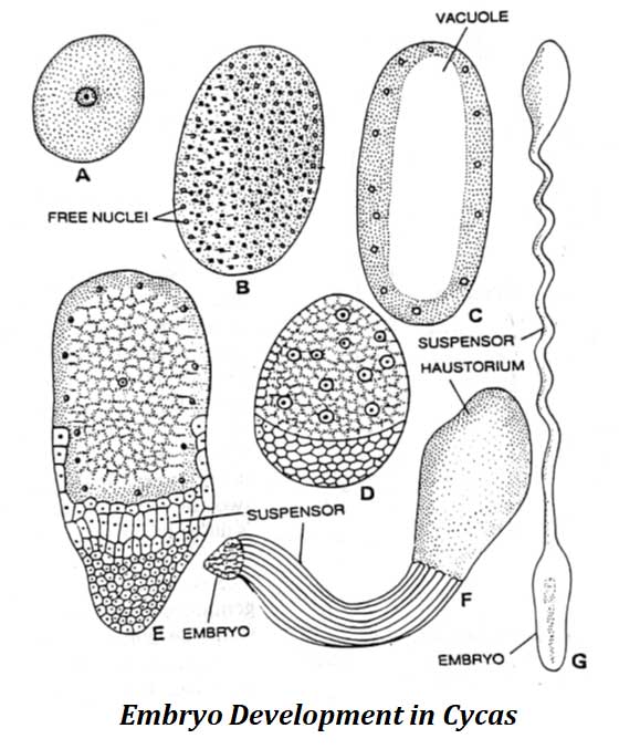 embryogenesis in cycas