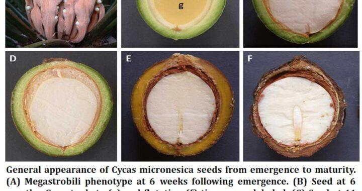 seeds of cycas