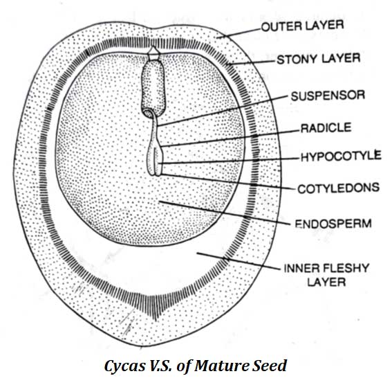 embryo of cycas