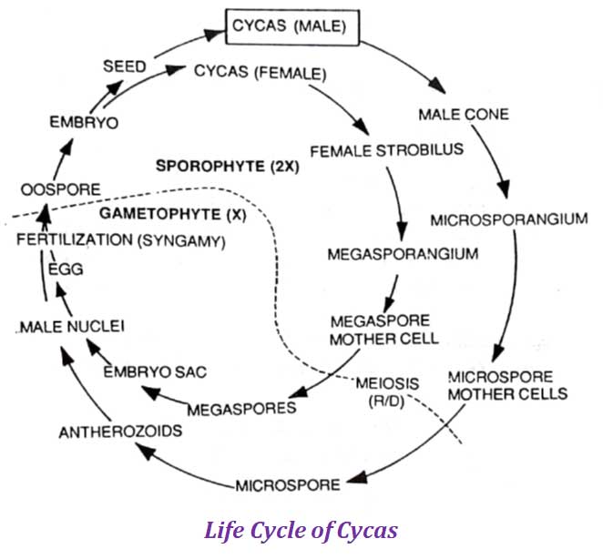 Cycad Life Cycle