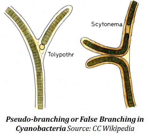 branched cyanobacteria