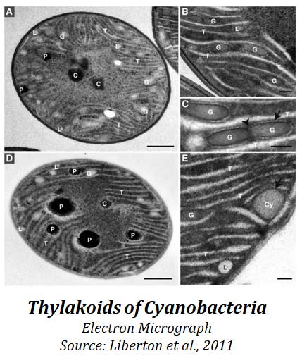internal membrane system of cyanobacteria
