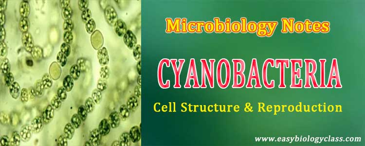 cyanobacteria notes