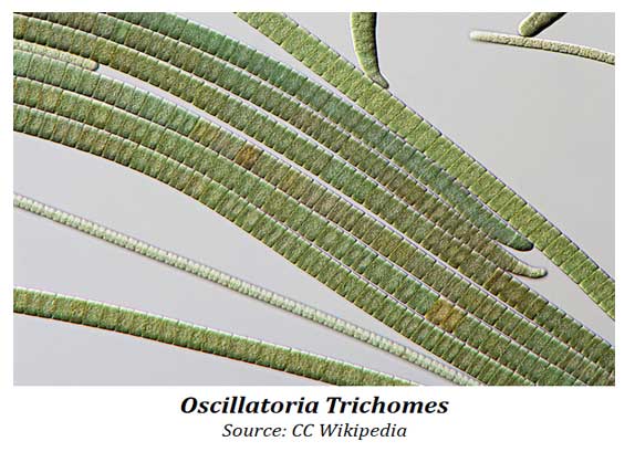 trichome of cyanobacteria