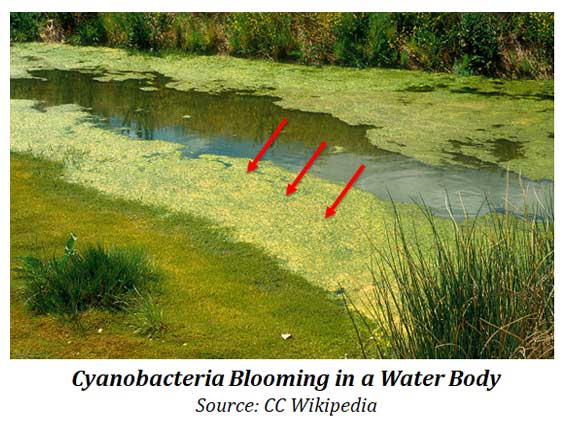 Characteristics of Cyanobacteria