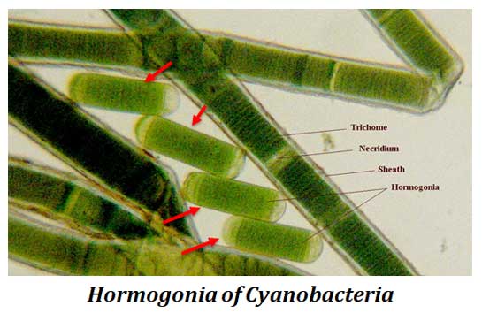hormogonia - structure and functions