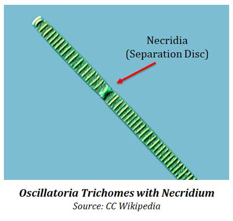 necridium of cyanobacteria