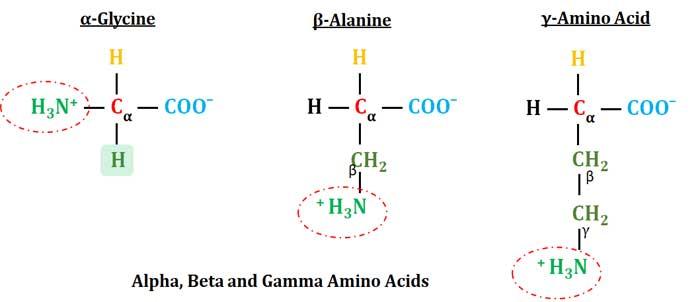 alpha-vs-beta-amino-acids