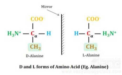 enantiomers of amino acids