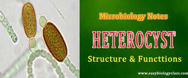 heterocyst Functions