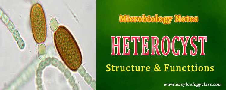 heterocyst Functions