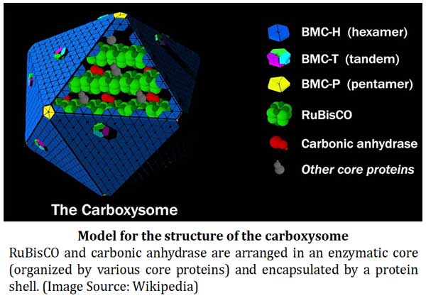 shell protins and core proteins of carboxysomes