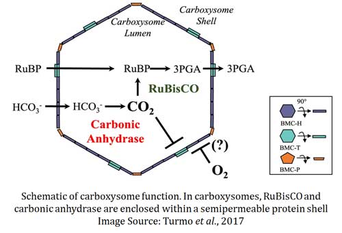 how cyanobacteria avoid photorespiration