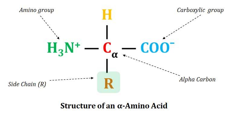 Amino Acids: Structure and Functions