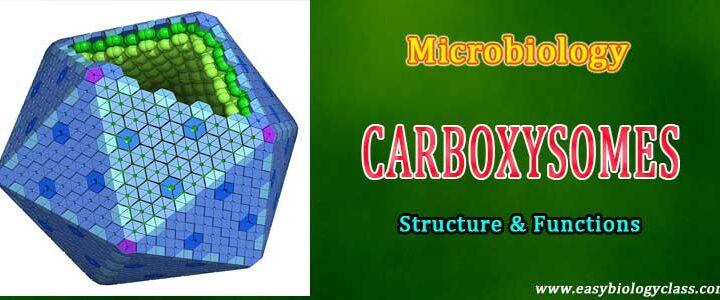Carboxysomes