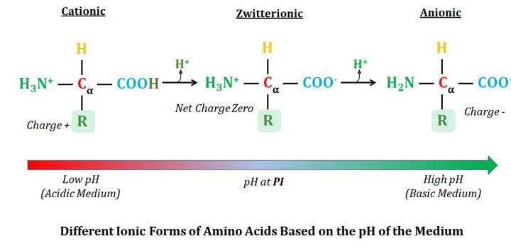 anionic and cationic forms of amino acids