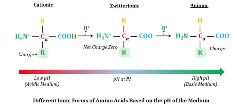 anionic and cationic forms of amino acids