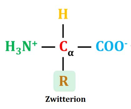 what is zwitterion?