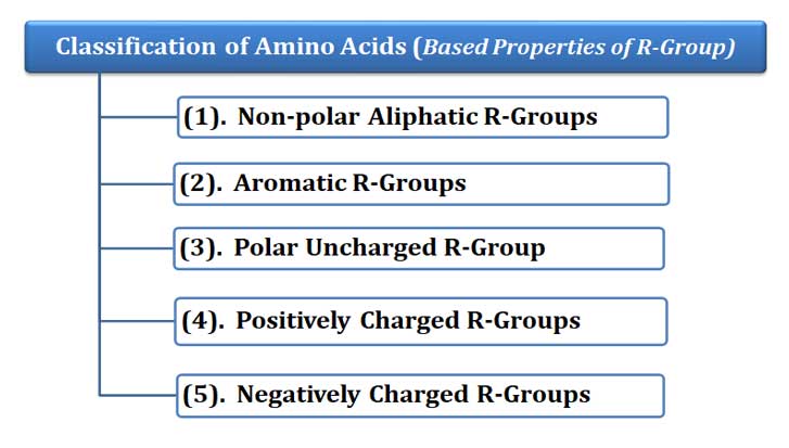 five classes of amino acids lehninger