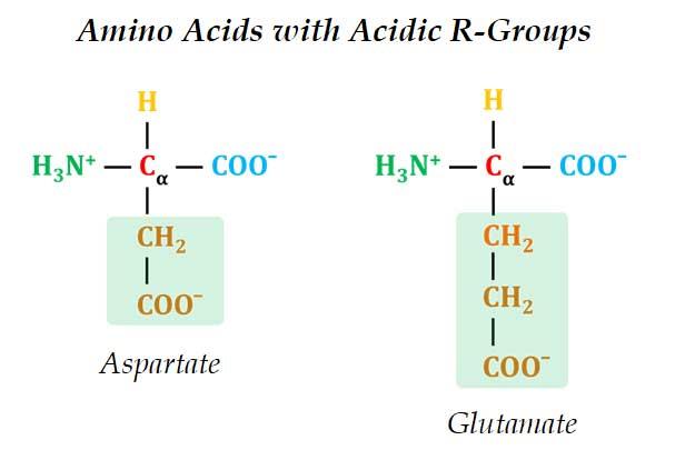Structure of aspartate and glutamate