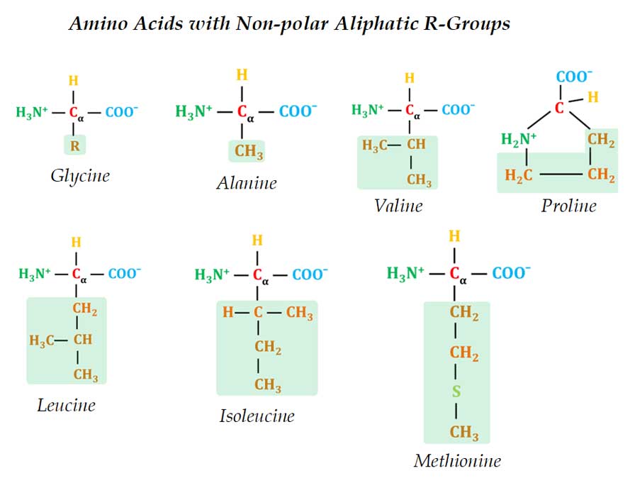 what are aliphatic amino acids