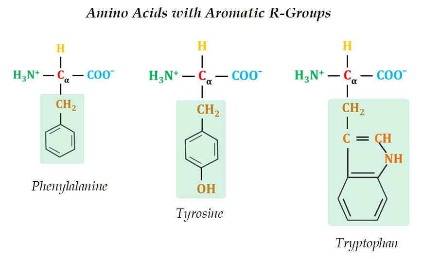 Structure of phenylalanine and tyrosine